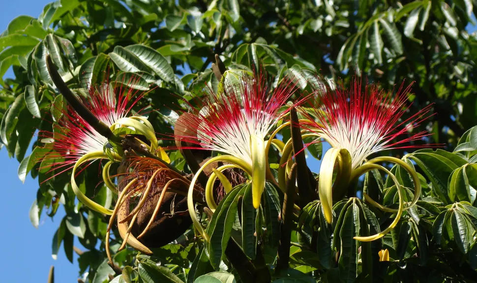 Pachira aquatica bloemen