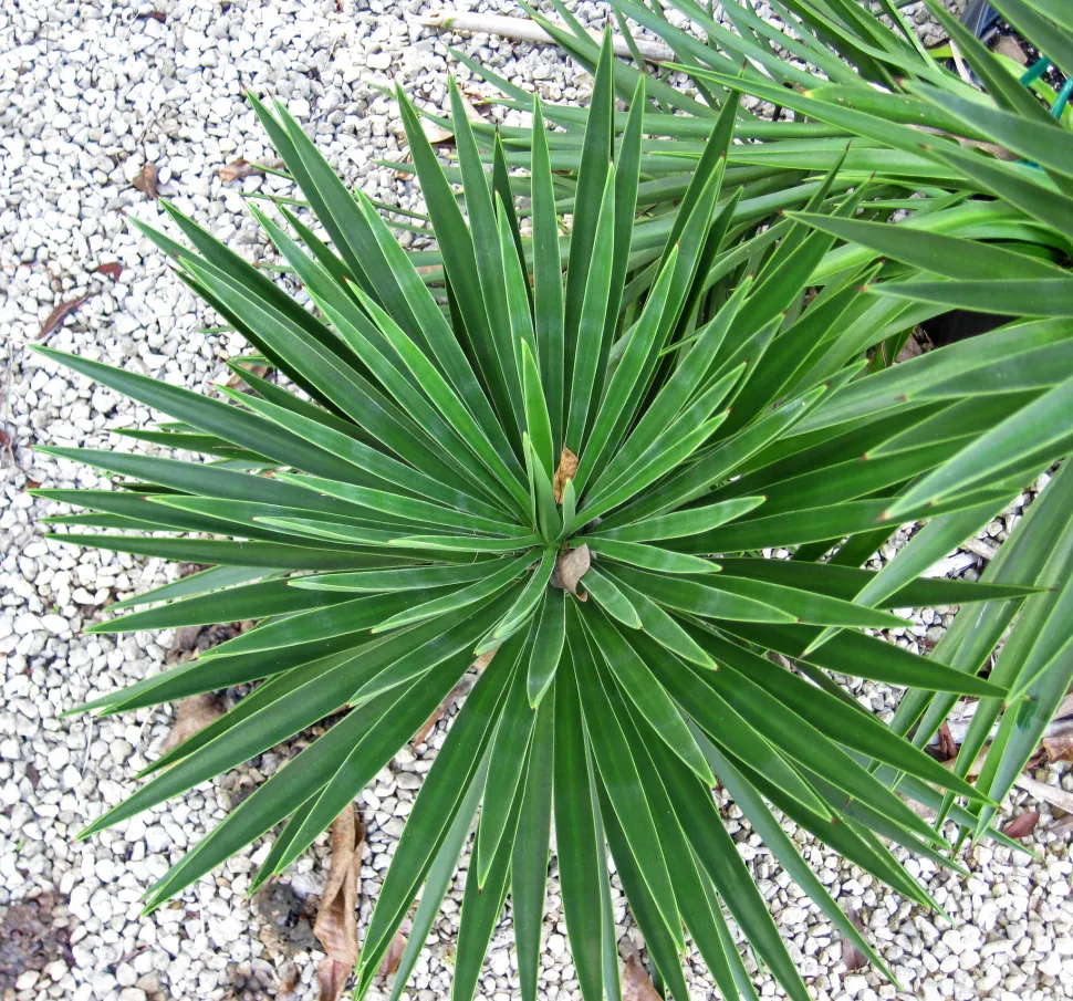 Yucca aloifolia seen from above