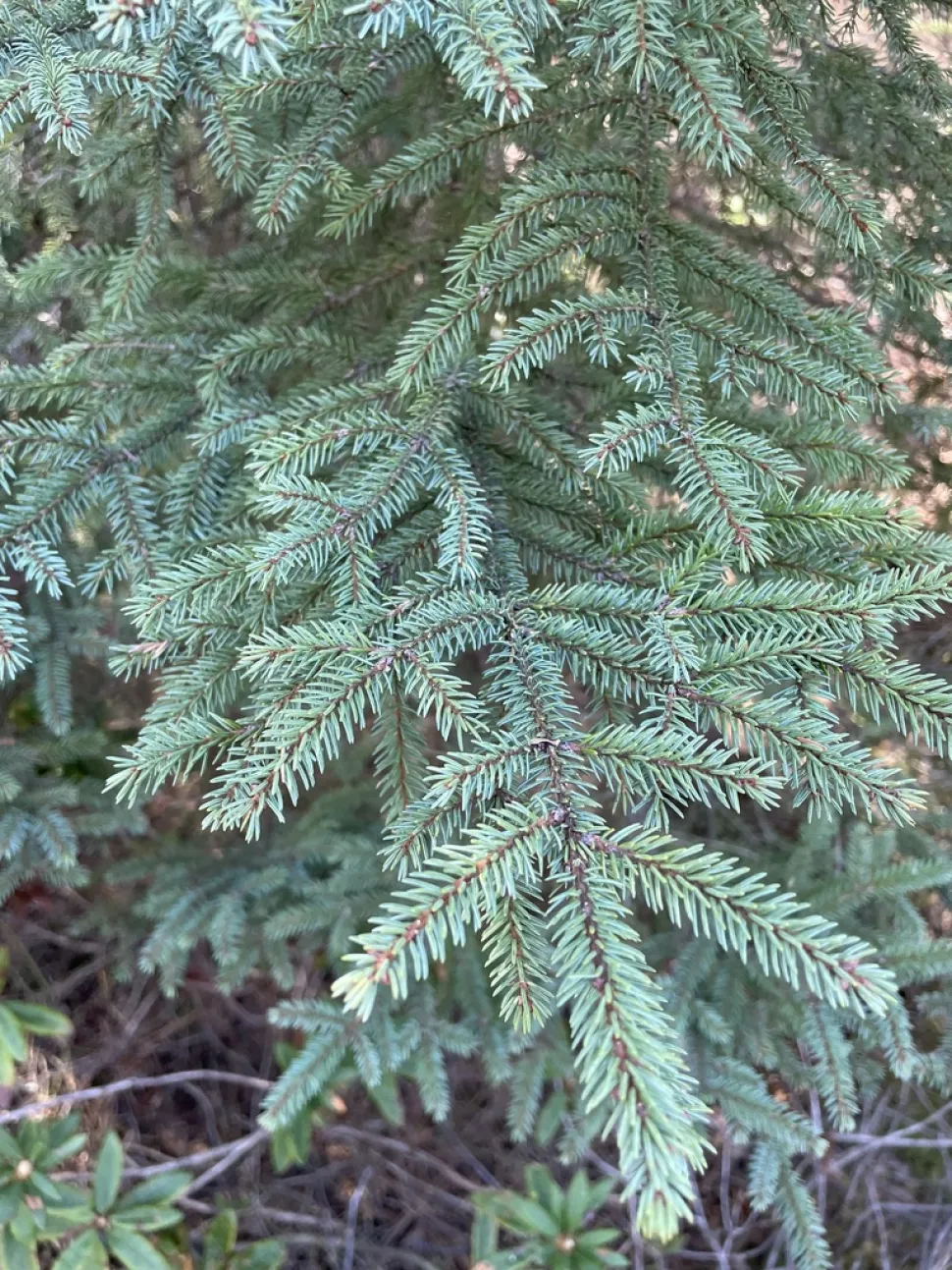 Blågrønt løv Picea mariana