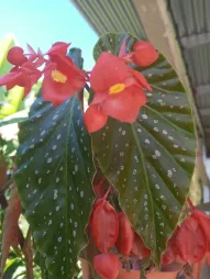 Begonia feuilles tachetées Begonia x Lucerna