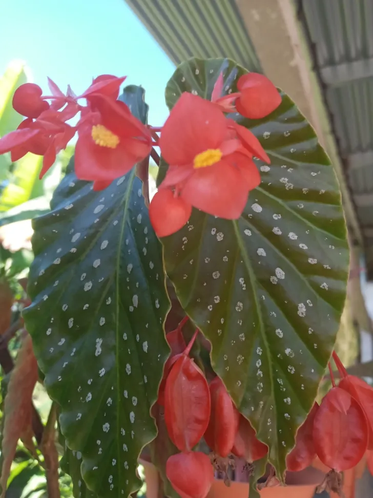 Begonia hojas manchadas Begonia x Lucerna