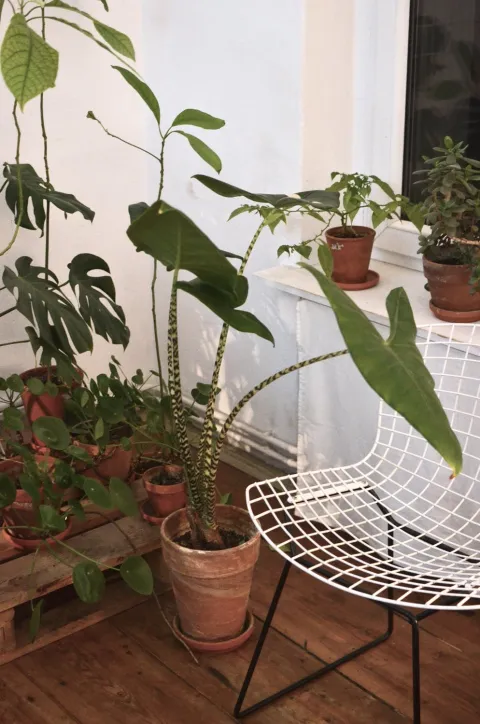 Alocasia zebrina