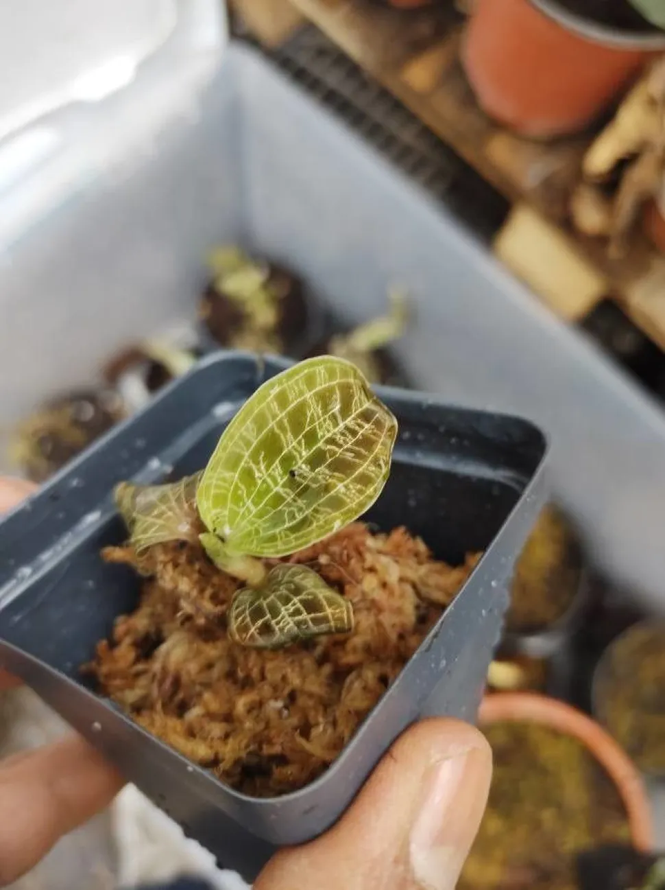 Giovane orchidea gioiello con foglie verdi a coste in un vaso