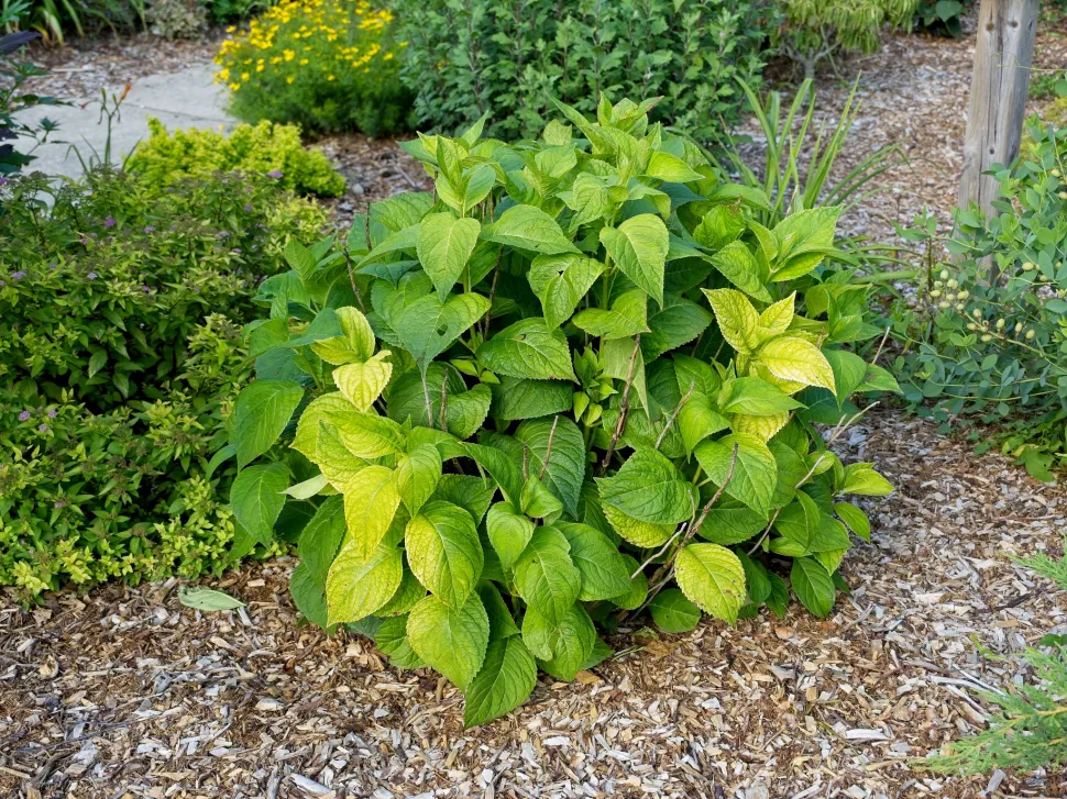 Follaje verde Hydrangea macrohpylla 'Endless Summer