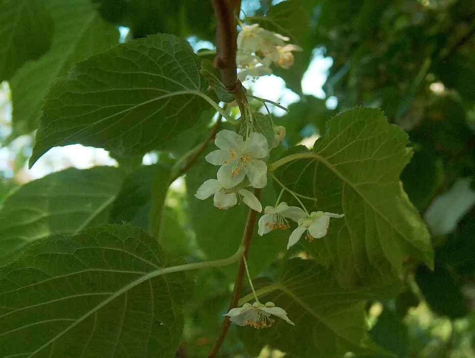 White flowers: Actinidia kolomikta (kiwi)