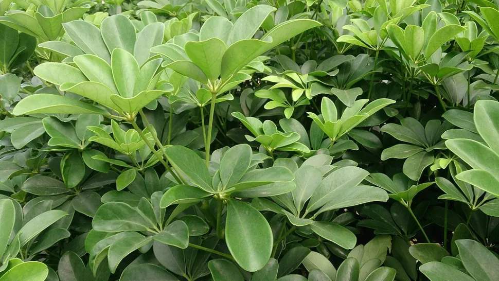Leuchtend grüne Blätter Schefflera arboricola