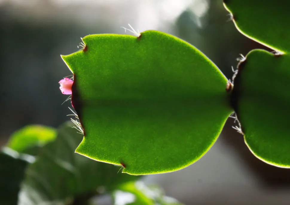 Violette Blüte von Schlumbergera truncata
