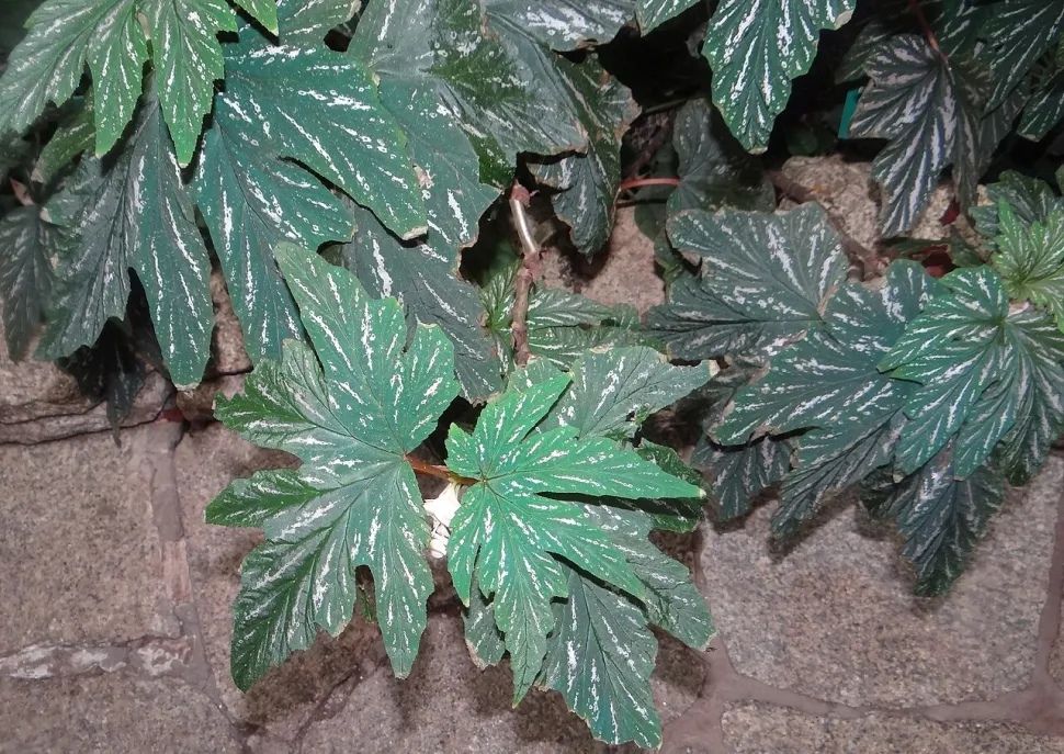 Begonia aconitifolia dal fogliame verde e bianco