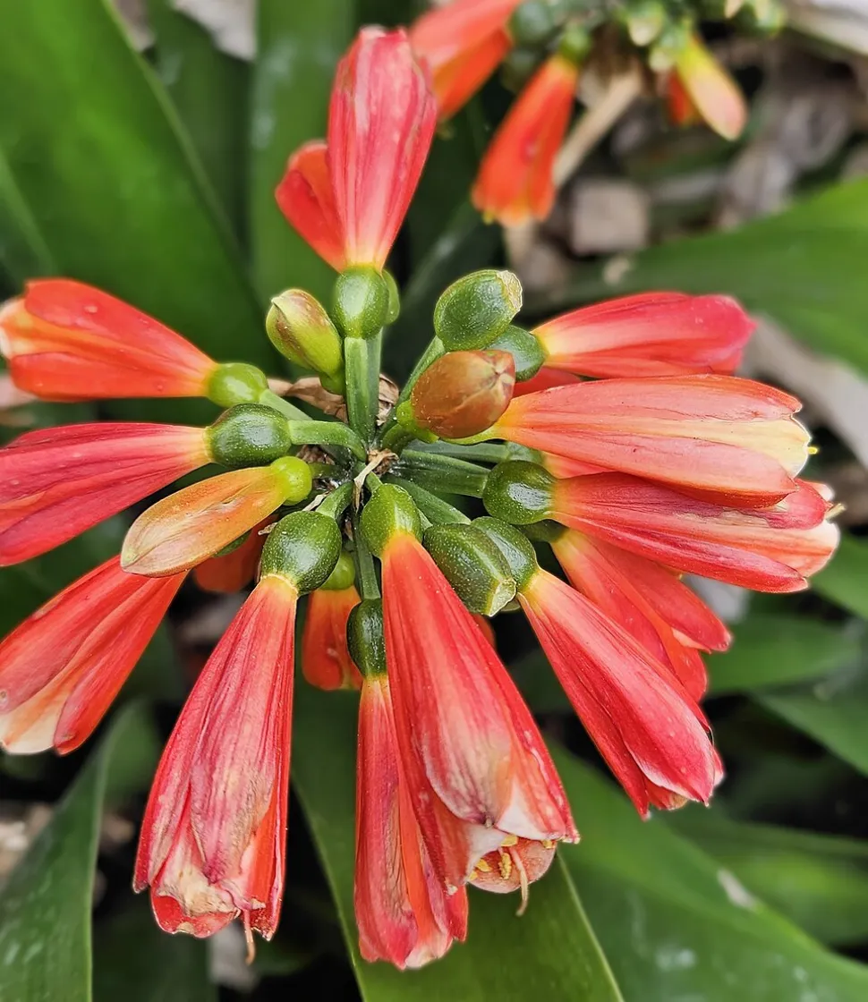 Narrow flowers Clivia caulescens