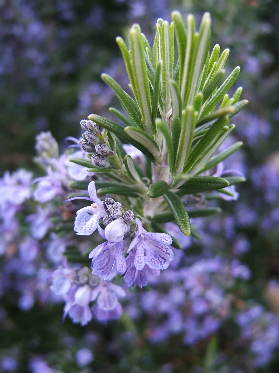 Rosmarino fiore blu pallido viola pianta aromatica