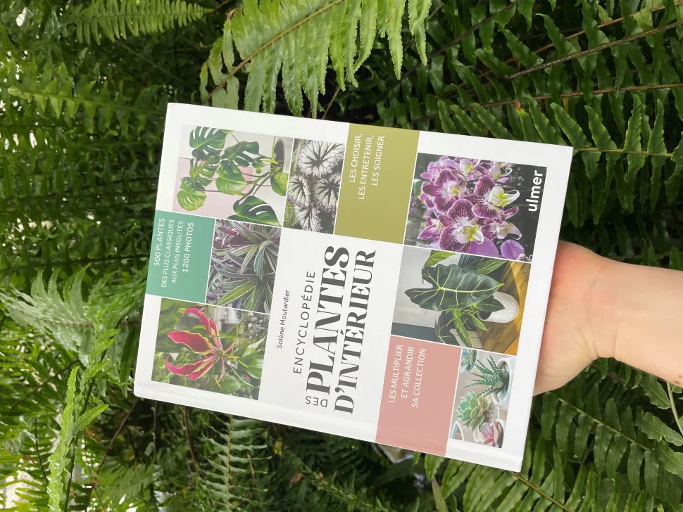Buch Enzyklopädie der Zimmerpflanzen