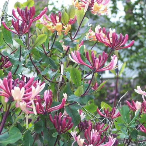 Madressilva de madeira com flores cor-de-rosa