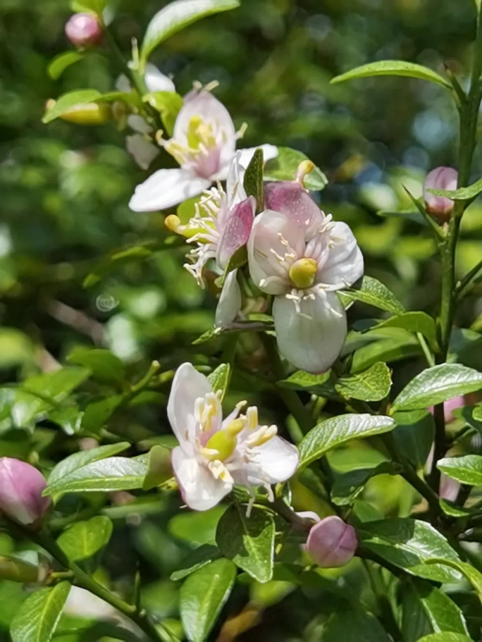Fiore di Citrus australasica