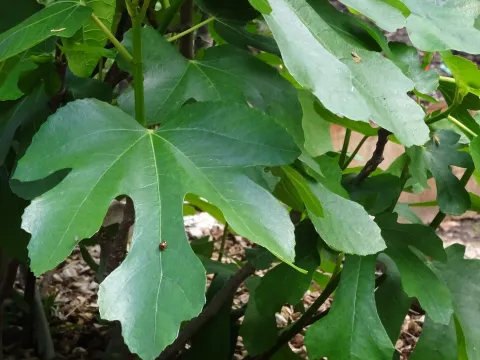 Una mariquita en una hoja de higuera