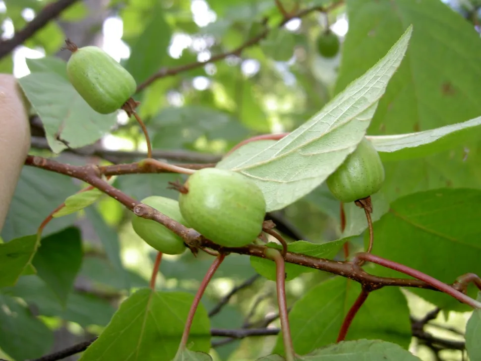 Jeune fruit kiwi Actinidia kolomikta