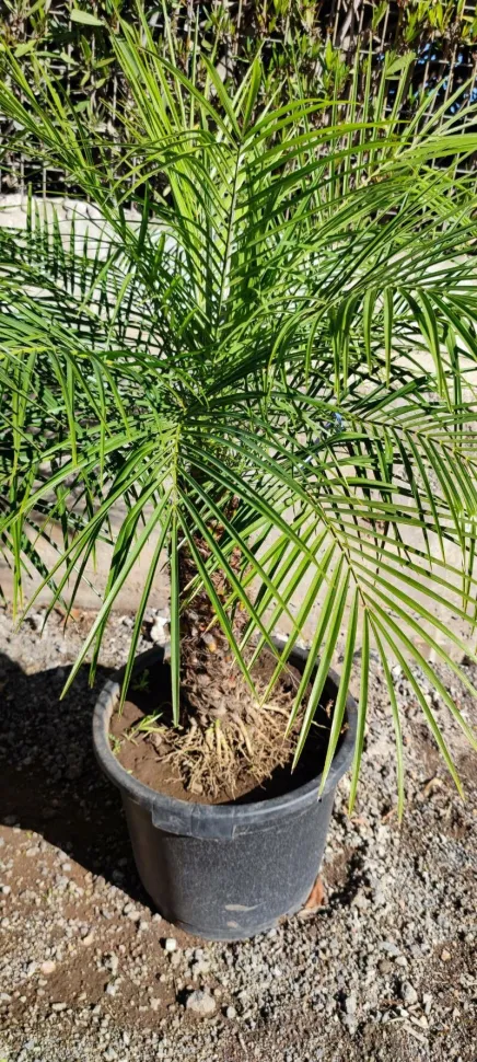 Palmier Syagrus weddellian en pot