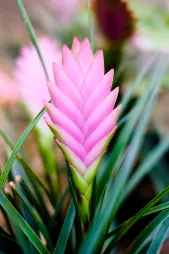 Tropisk plante Tillandsia cyanea lyserød blomst