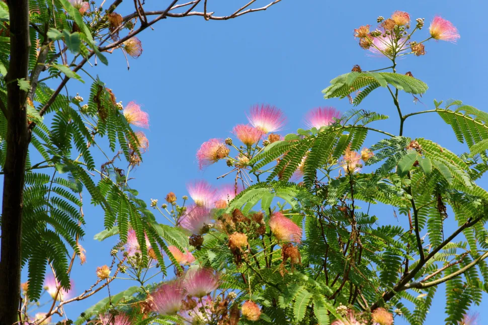 Albizia julibrissin i blomst