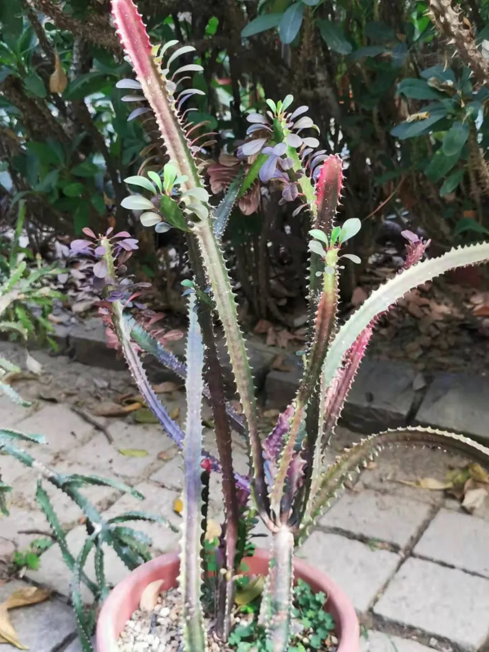 Euphorbia trigona im Topf