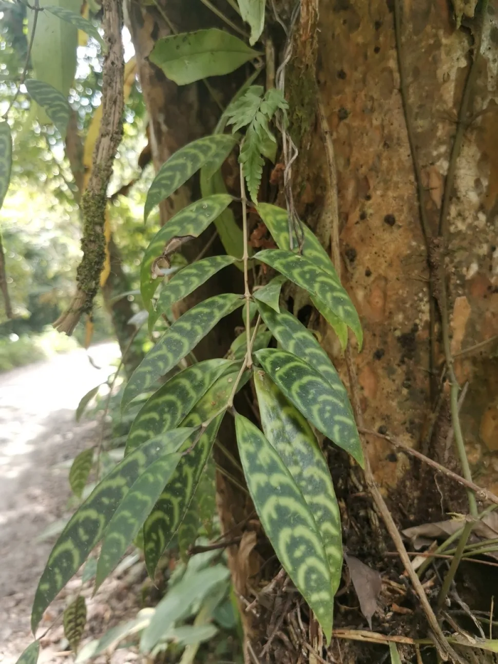 Aeschynanthus longicaulis le long d'un arbre