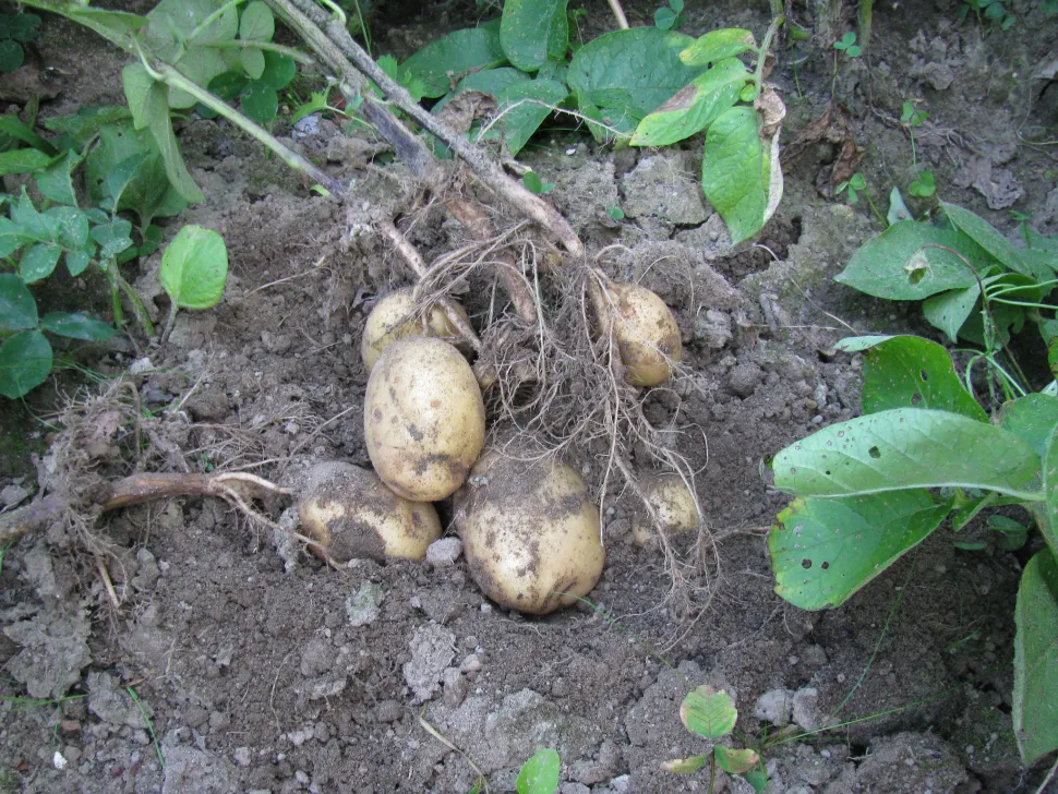 Tuberi e foglie di patata Bintje