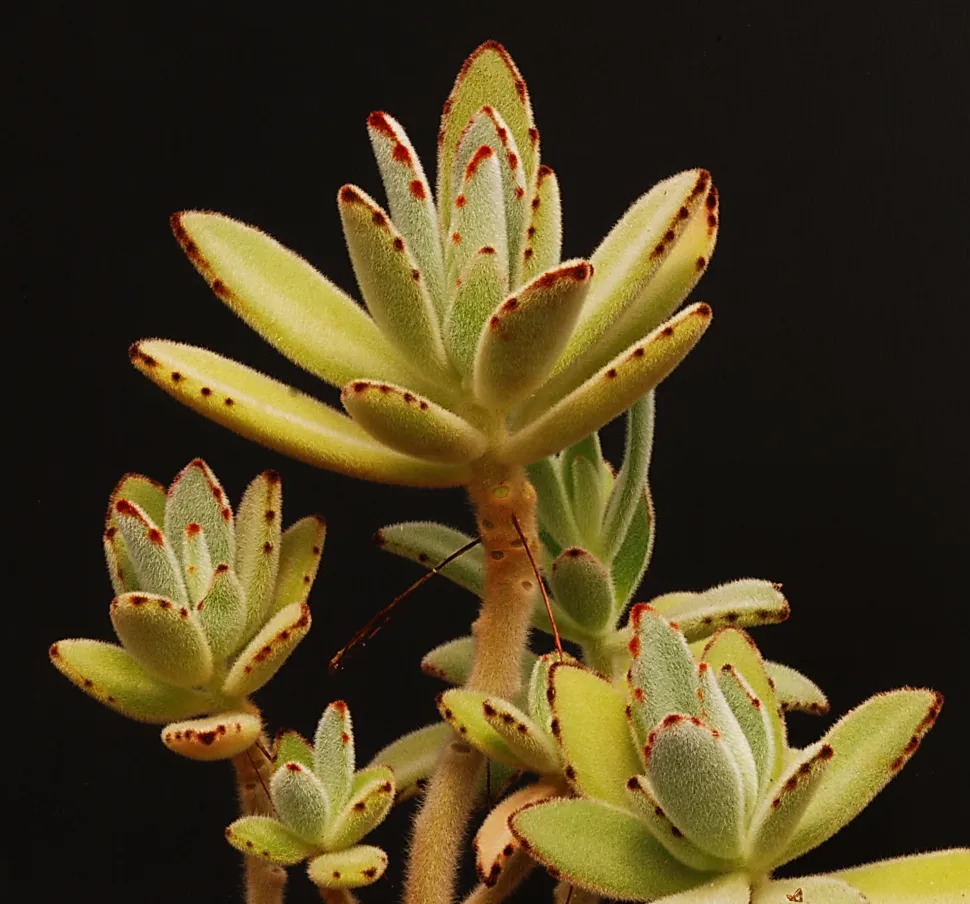 Kalanchoë tomentosa bladrozet