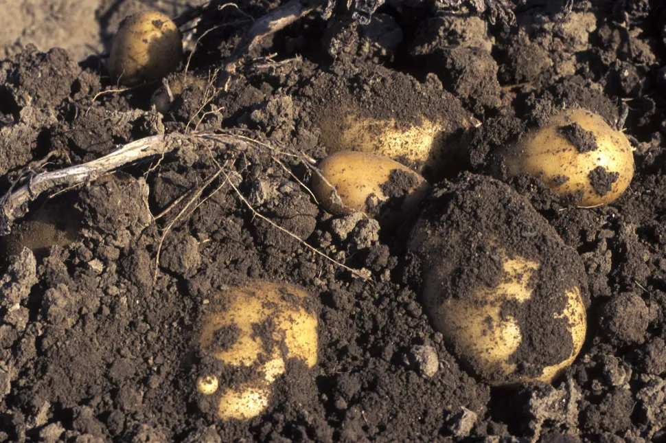 Knolde Solanum tuberosum Charlotte