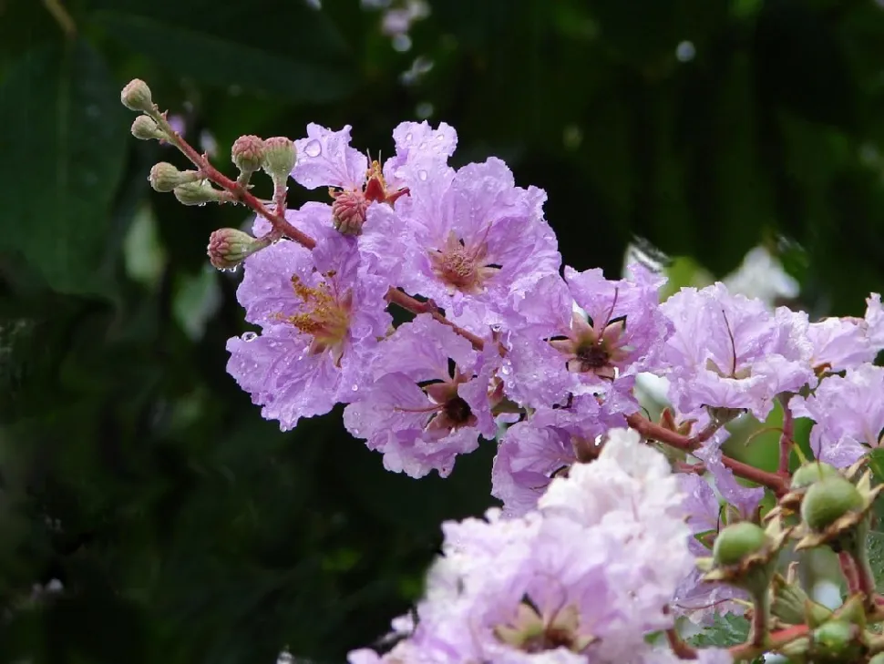 Summer Lilac Flowers