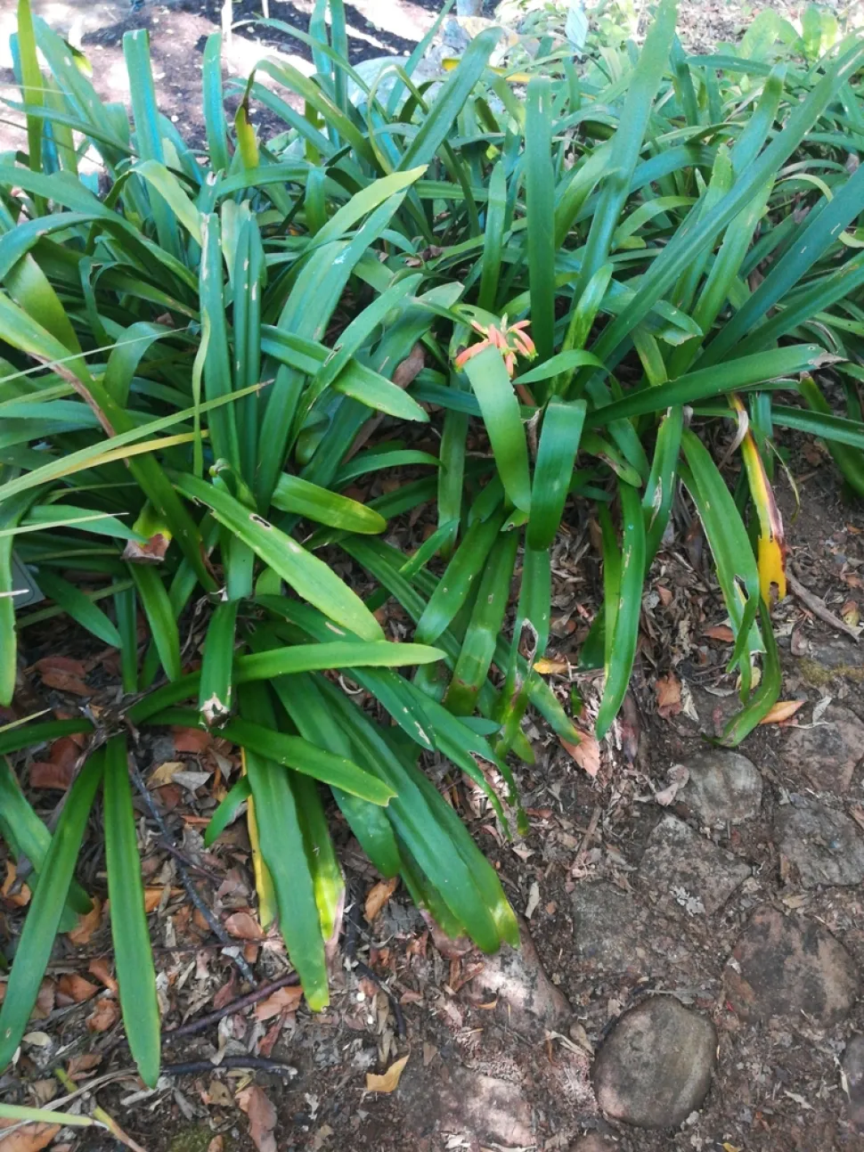 Folhas de Clivia caulescens