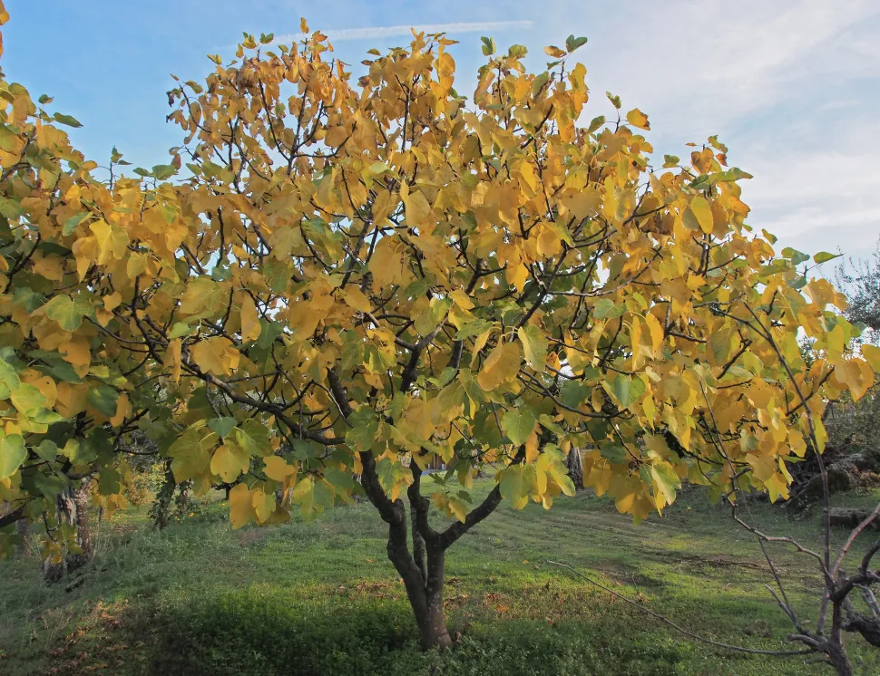 Europese vijgenboom in de herfst