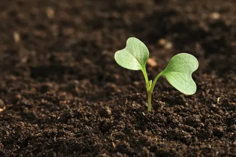 Young shoot in the ground