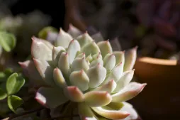Planta verde suculenta con margen rosado Echeveria prolifia