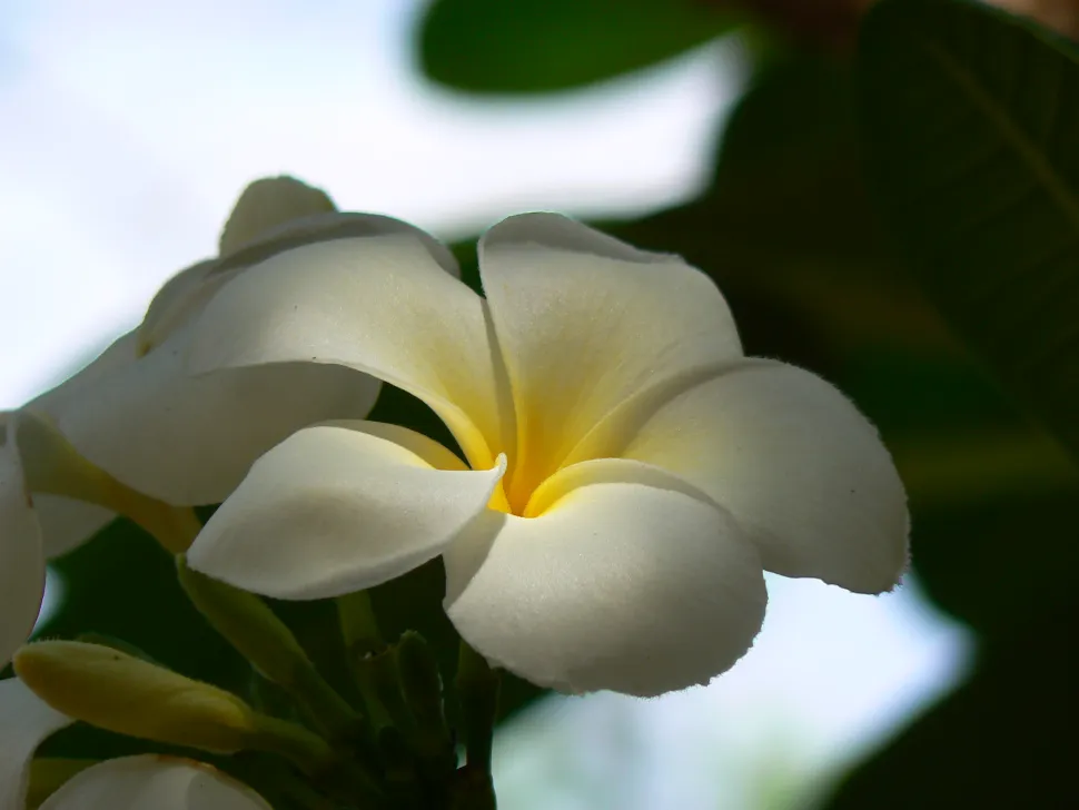 Fiore di frangipane bianco e ceroso Plumeria obtusa