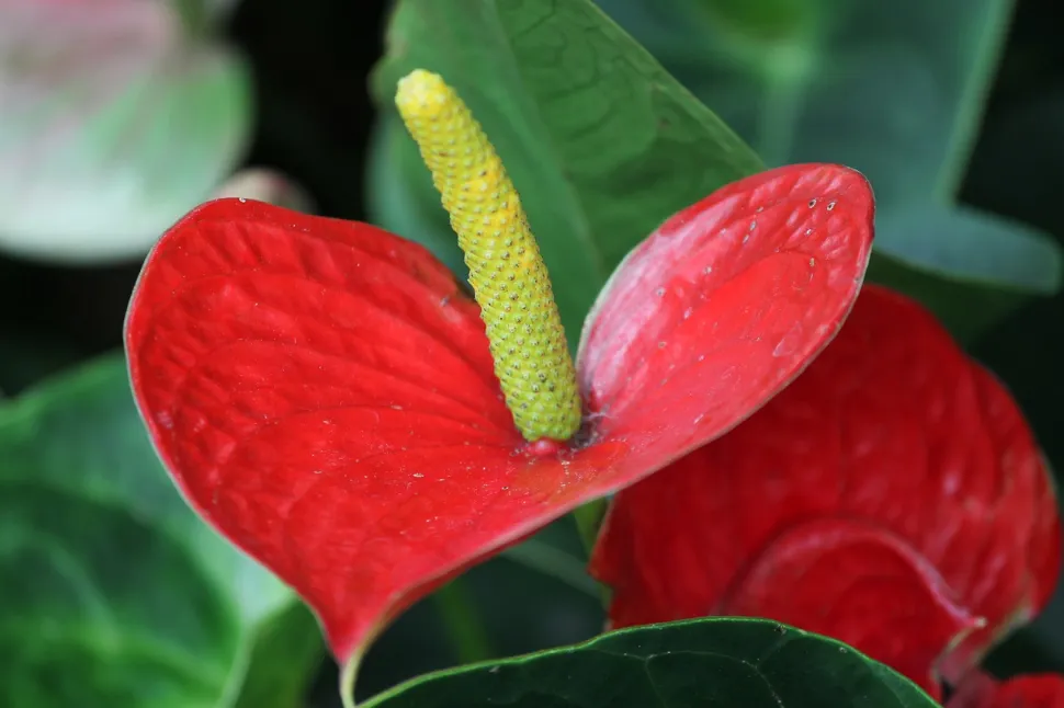 Anthurium andreanum in der Natur