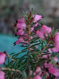 Erica rosa Erica darleyensis