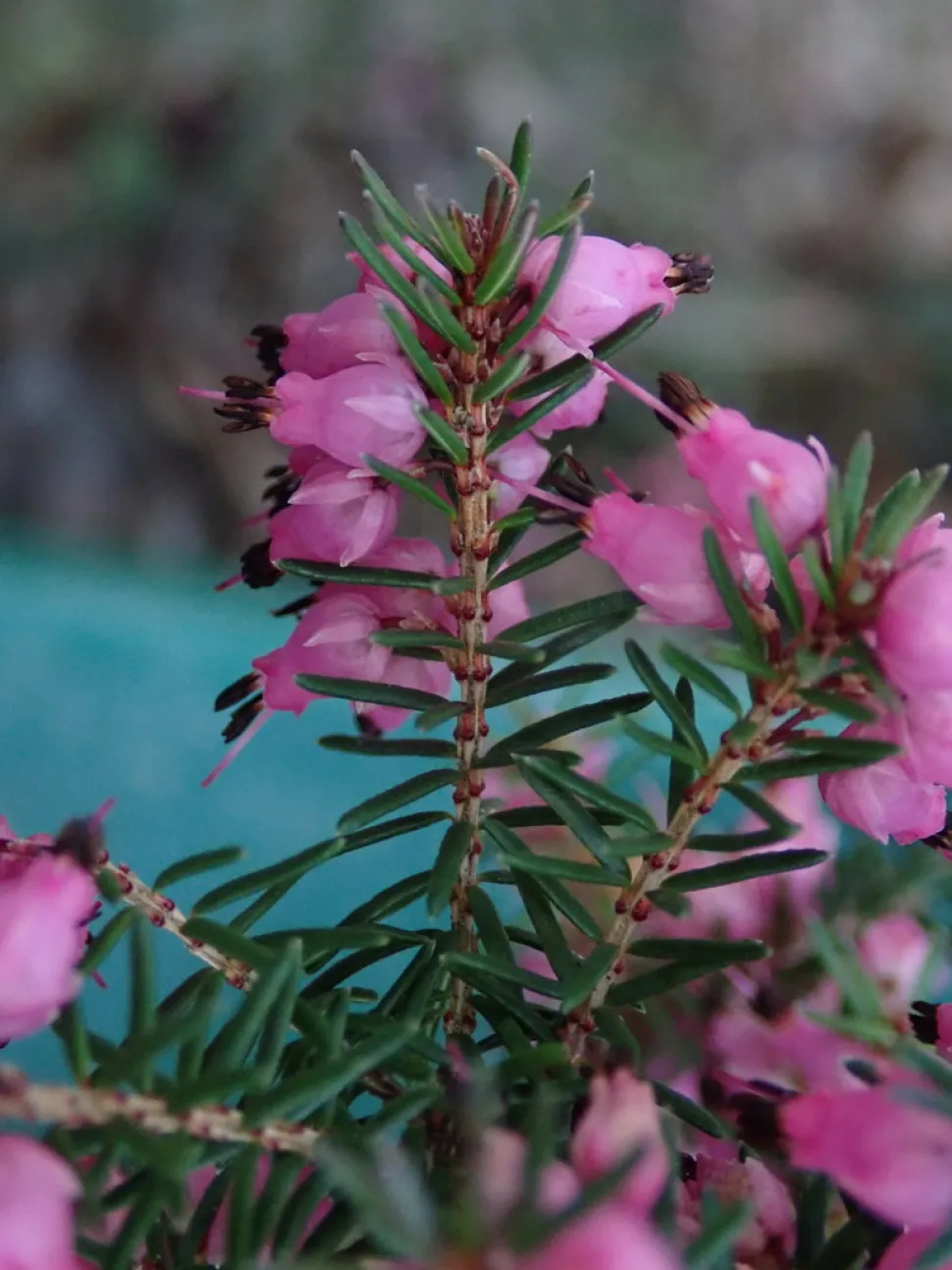 Urze cor-de-rosa Erica darleyensis