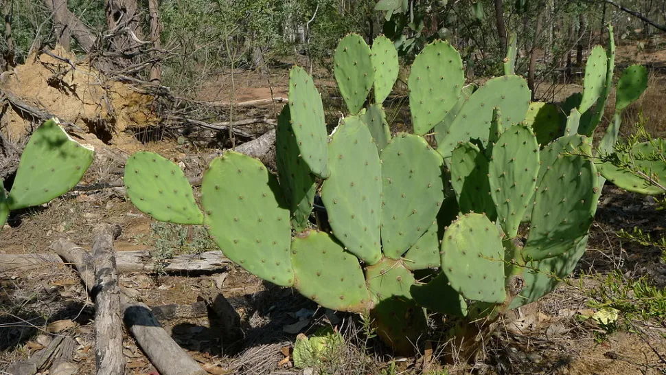 Opuntia stricta in der Natur