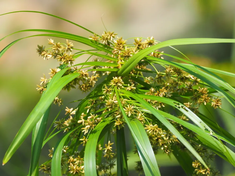 Papiro falso em flor