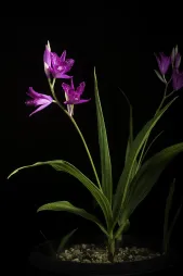 Grondorchidee violet orchidee hyacint