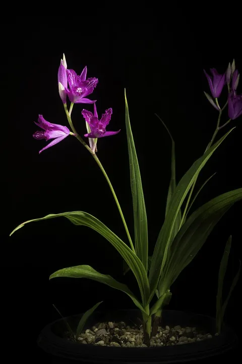 Ground orchid violet orchid hyacinth