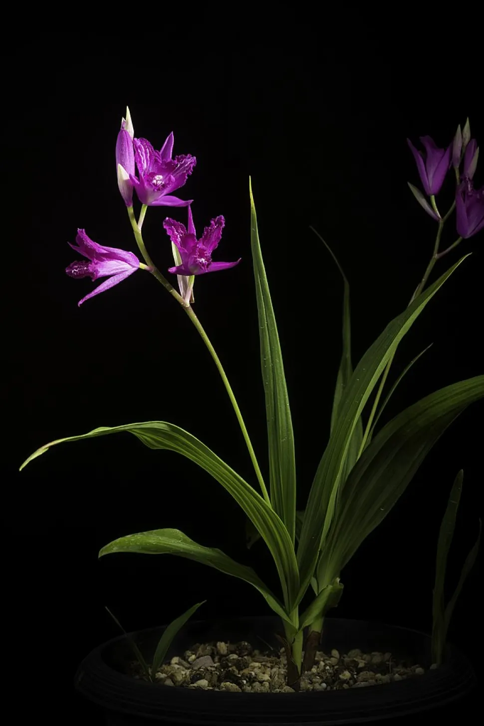 Violette Erdorchidee Hyazinthenorchidee