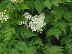 Green serrated leaves White flowers Musk Chervil