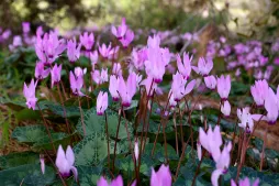 Purple Persian Cyclamen