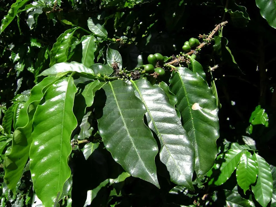 Hojas de cafeto