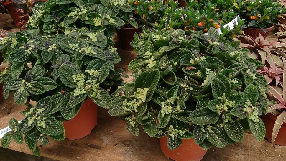 Pilea involucrata en maceta