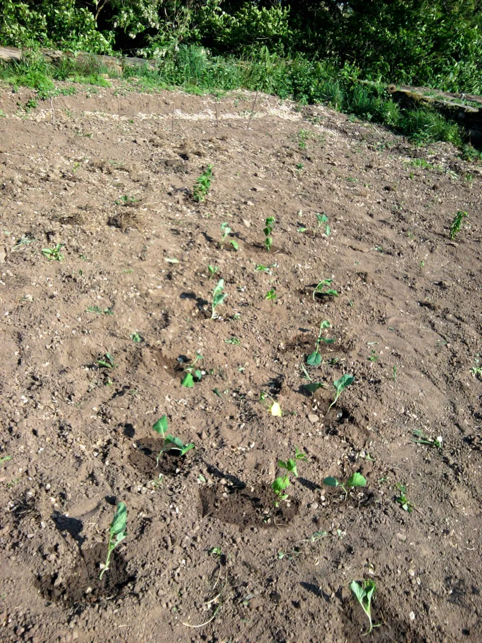 Tierra caliza para el cultivo de la col