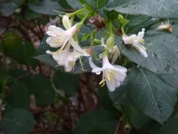 Blumen Wintergeißblatt Lonicera fragrantissima
