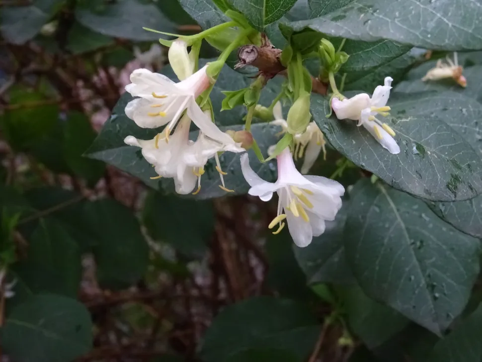 Fleurs chèvrefeuille d'hiver Lonicera fragrantissima