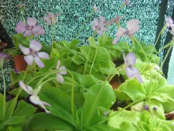 Pinguicula 'Tina' em flor