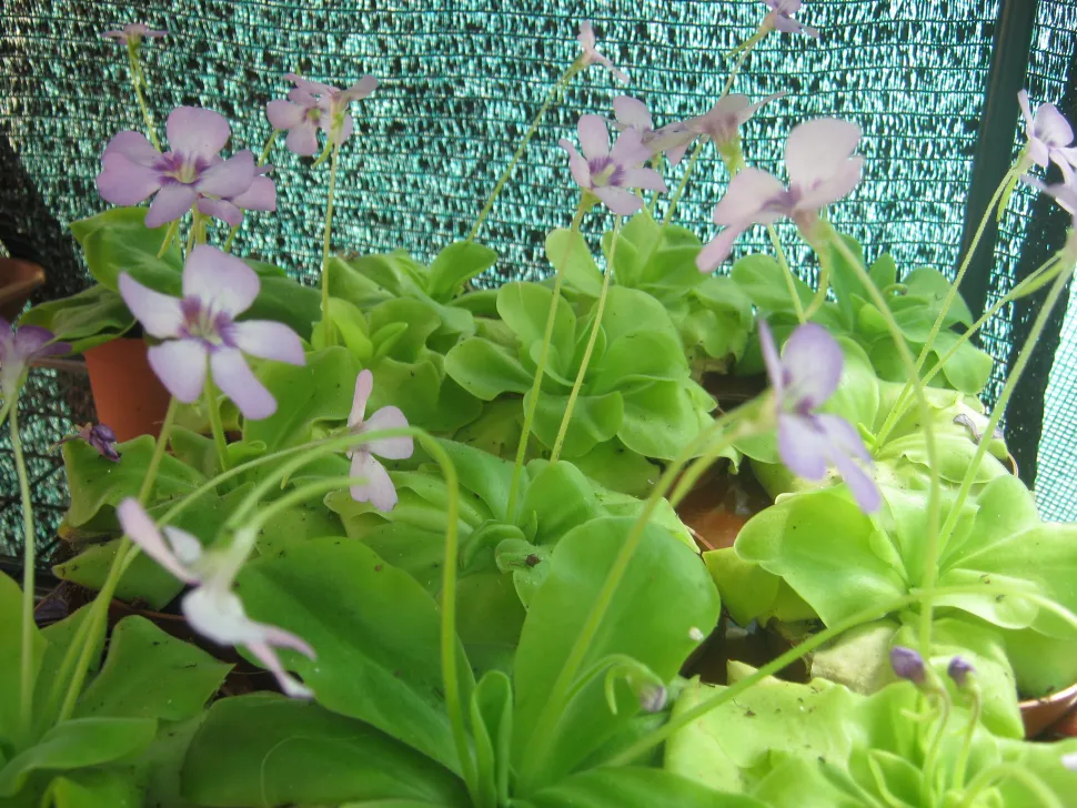 Pinguicula 'Tina' en flor